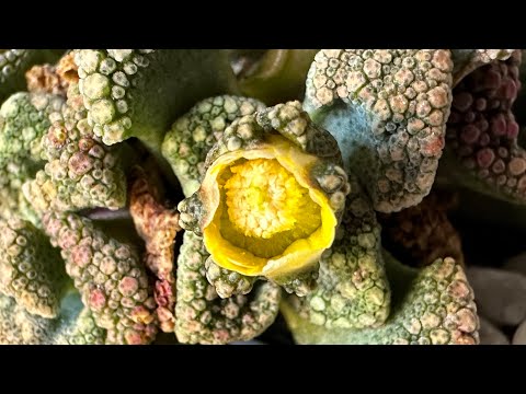 Видео: Титанопсис/ Titanopsis. 08.02.2024.