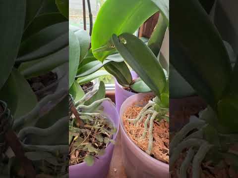 Видео: Северное окно не густо на цветоносы😊#орхидеимоегодома 