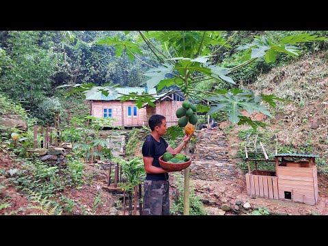 Видео: 2 года жизни в одиночестве в лесу: построить бревенчатый домик, заняться садоводством. Ферма