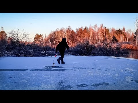 Видео: Чарівний Коряжник:Розставив Жерлиці і Задовбався бігати стільки Покльовок
