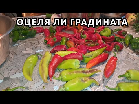Видео: Оцеля ли градината в лошото октомврийско време / Tony's permaculture garden