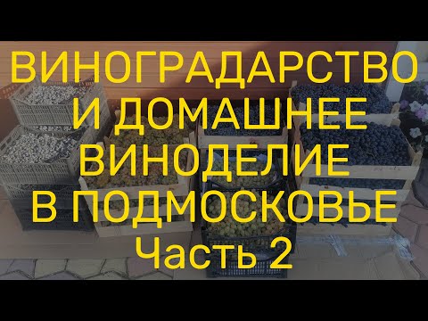 Видео: Где купить виноград для домашнего вина в Московском регионе.