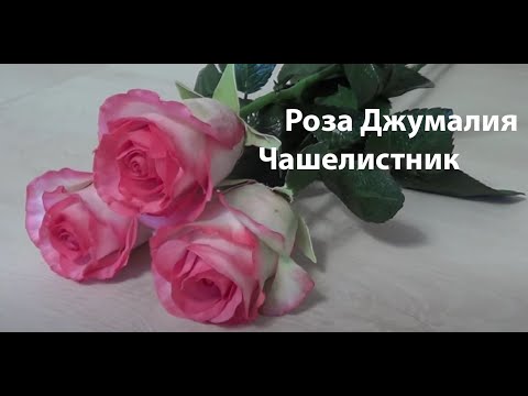 Видео: Реалистичная роза из фоамирана на стебле, без молдов. Обработка и тонировка чашелистника