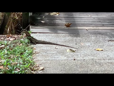 Видео: КОРМИМ УТЯ ПРАВИЛЬНОЙ ЕДОЙ, ОТРИЦАТЕЛЬНЫЙ РЕЗУЛЬТАТ 👀 ВОРУЮТ В АВСТРАЛИИ?