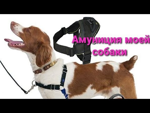 Видео: Амуниция моей собаки/хаски Альфа🤎🤍