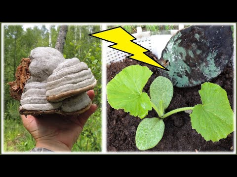 Видео: Триходерма из 🌲 леса. 💥 Лечим почву, компост и навоз - от всех болезней и без химии! Trichodérma.