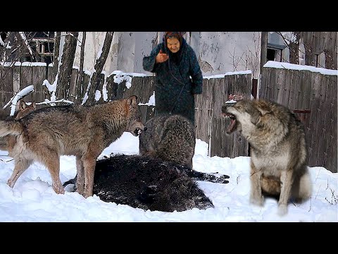 Видео: Кровожадные волки держали в страхе всю деревню, пока на бой не вышел отвергнутый стаей хищник