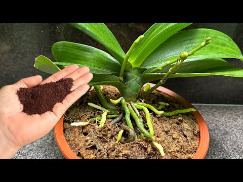 Видео: Всего одна чайная ложка, и орхидеи чудесным образом расцветают множеством цветов.