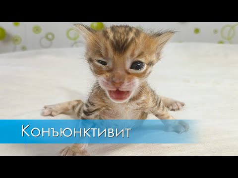 Видео: Конъюнктивит у котёнка
