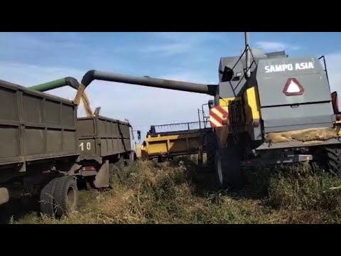 Видео: Небывалый урожай пшеницы ! Уборка урожая продолжается!