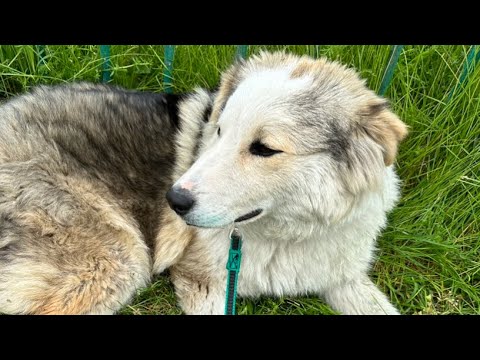 Видео: Старичок-мопс завтракает/Собаки находят семьи