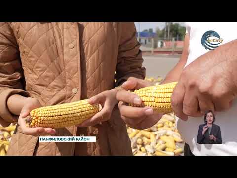 Видео: В Панфиловском районе стартовала уборка царицы полей - кукурузы