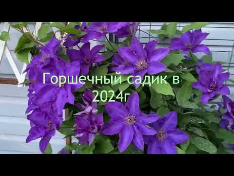 Видео: Как развивался мой горшечный сад с розами с 2020 - по 2024г🌹🌿🌹🌿🌹
