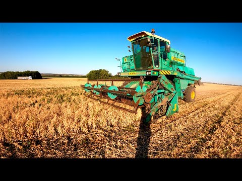 Видео: Жнива озимого гороху 2025.Неякісна десикація дала жару. ДОН-1500б