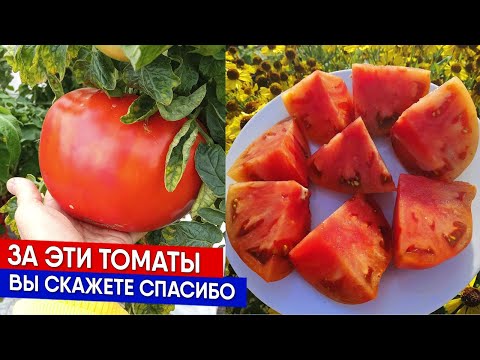 Видео: За эти томаты вы скажете спасибо