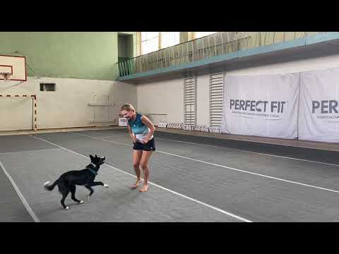 Видео: Танцы с собаками. Dog dance. Тимошина Светлана & Брина. Тренировка в ринге № 1. 26.06.2021г.