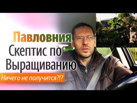 Видео: Скептис по поводу выращивания Павловнии.