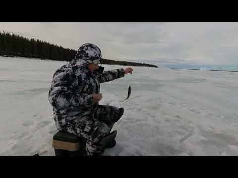 Видео: Подледный лов в Мае на оз. Имандра.