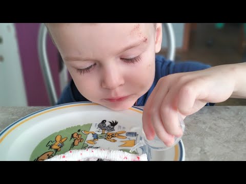 Видео: Вступила в протокол/Наши будни и выходные