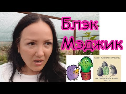 Видео: Ежевика Блэк Мэджик - один из "бриллиантов" Арканзасского университета