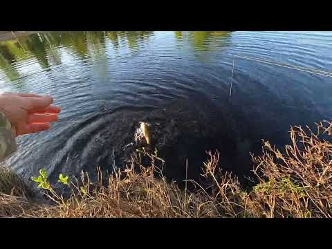 Видео: ТАКОЙ ТРОФЕЙНОЙ РЫБАЛКИ ДАВНО У НАС НЕ БЫЛО, КРОКОДИЛЫ КЛЕВАЛИ И ДАЖЕ ЦАРЬ РЫБА ПОПАЛАСЬ)!