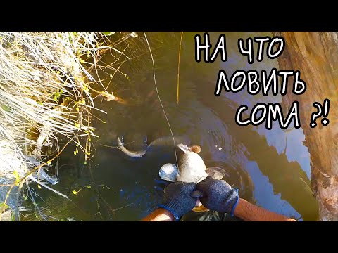 Видео: Ловля СОМА в конце апреля. СОМ на ВЫПОЛЗКА. Вело-рыбалка.