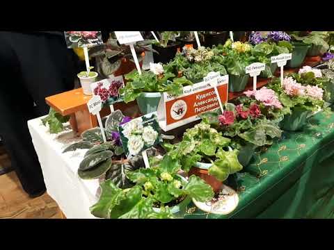 Видео: обзор цветы продажа выставка растений комнатных редкие виды экзотика 21 10 2025 Russia flowers sale