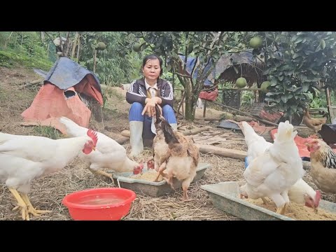 Видео: У Тайет всегда было плохое настроение, и она была полна беспокойства, потому что она все еще не могл