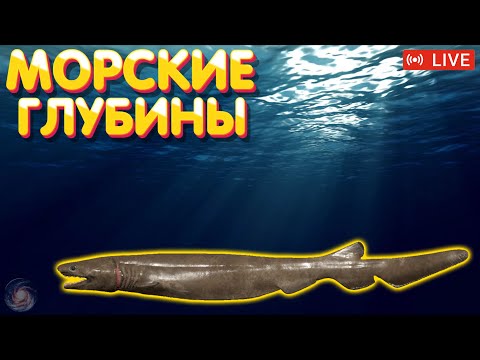Видео: Морские глубины 🔥 ПРЕМ и ЗОЛОТО в боксе Trovo 🔥 Русская Рыбалка 4