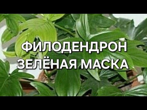 Видео: Филодендрон Флорида Грин или Зелёная Маска