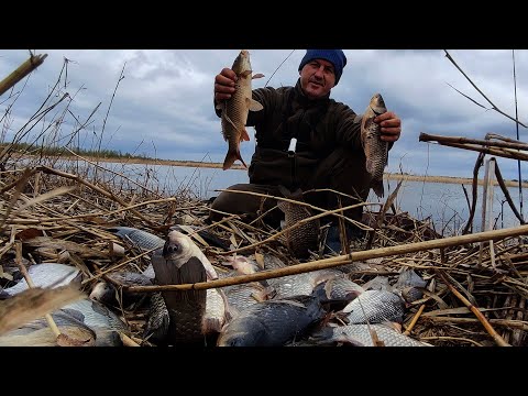 Видео: Эта протока кишит рыбой...Крупный карась на попловок...Сазан на фидер ...