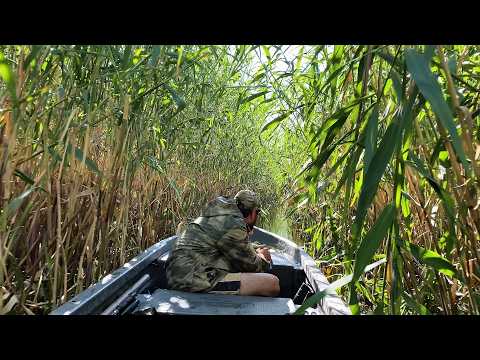 Видео: СКВОЗЬ ТРОСТНИКОВЫЕ ДЖУНГЛИ ВОЛЖСКОЙ ДЕЛЬТЫ. ЭТО РЕАЛЬНО ДИКИЕ МЕСТА! ОНО ТОГО СТОИЛО! САЗАНЫ, СОМЫ.