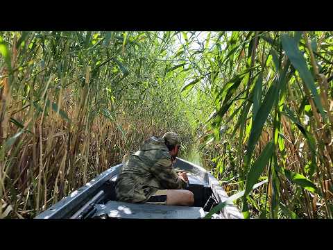 Видео: СКВОЗЬ ТРОСТНИКОВЫЕ ДЖУНГЛИ ВОЛЖСКОЙ ДЕЛЬТЫ. ОНО ТОГО СТОИЛО! САЗАНЫ, СОМЫ.