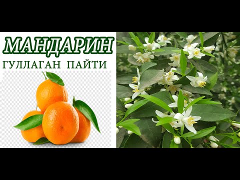 Видео: Мандарин дарахтини гуллаган пайти