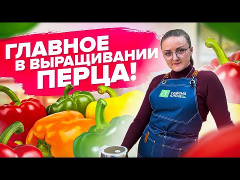 Видео: ВСЕ ЧТО НУЖНО ЗНАТЬ О ВЫРАЩИВАНИИ ПЕРЦА! Как посеять сладкий перец