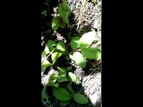 Видео: Размножение жимолости зеленым черенкованием