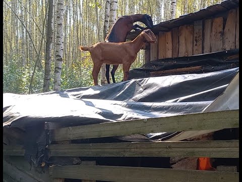 Видео: Продолжаем стройку. Козы Дезертиры снова устроили беспредел!