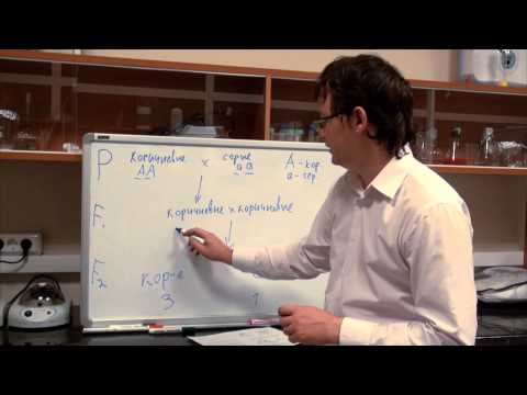 Видео: Моногибридное скрещивание. Разбор задачи №1.1