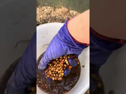 Видео: Сентябрь. Уход теплица. Сидераты. Зелень. 