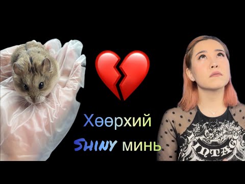 Видео: SHINY Байхгүй болчихлоо :( :(