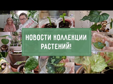 Видео: Новости коллекции РАСТЕНИЙ!