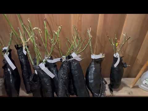 Видео: Мои покупки роз из интернет магазина гарденмарт. Ноябрь 2023г.