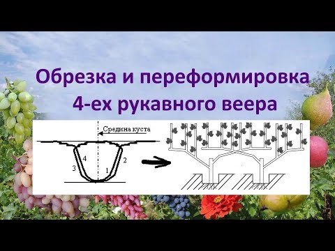 Видео: @Начинающим виноградарям  Обрезка и переформировка веера