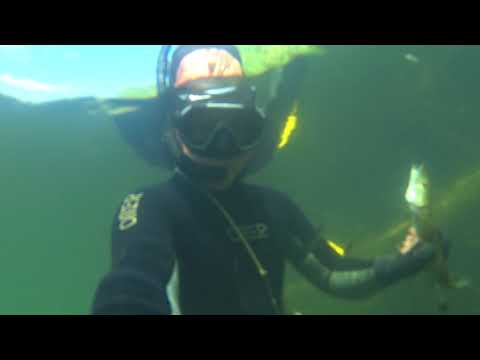 Видео: Подводная охота на Лужках. Река Кумачка.