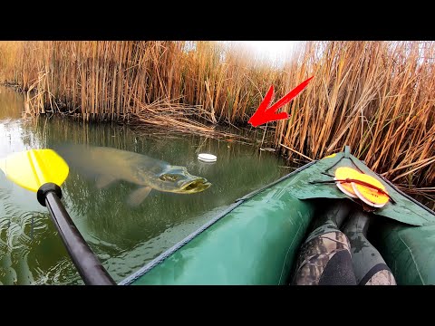 Видео: ЛОВЛЯ ЩУКИ на ЛОВУШКИ ОСЕНЬЮ!!! РЫБАЛКА на ЖИВЦА с КУСКОМ ПЕНОПЛАСТА