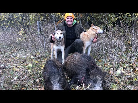 Видео: Охота на Кабанов с ЗСЛ в кругу друзей и единомышленников.