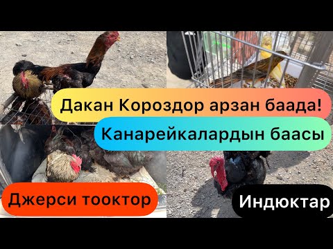 Видео: Кызыл-Кыя Тоок базары.Джерси,Дакан,Япон тооктор,Индюк жана Канарейка чымчыктардын баалары.30.04.2023