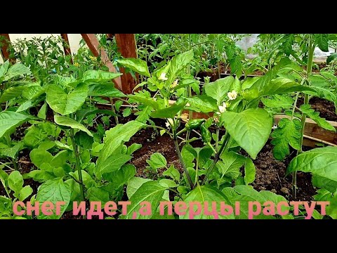 Видео: Снег идет 4 мая Высадка рассады перца в холодный грунт  Чем заправить лунки для перца
