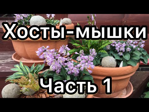 Видео: Хосты мышиной серии и мини. Обзор из сада. Часть 1