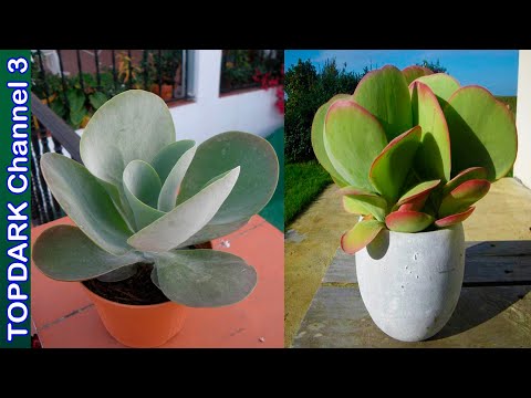 Видео: 10 больших суккулентов.